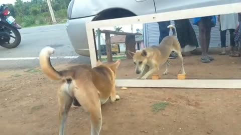 Mirror Prank Dog Hilarious Funny Reaction