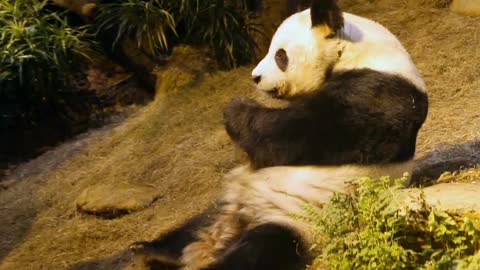 Panda"No copyright video🐼 Funny Video