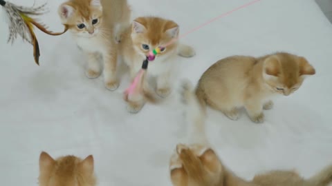 Do you want to play with these cute cats.