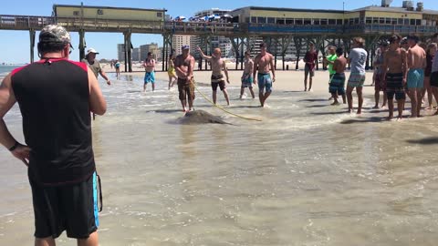 Teens Try to Save Huge Stingray From Fisherman
