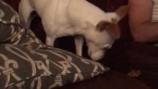 Dog rubbing nose against pillow