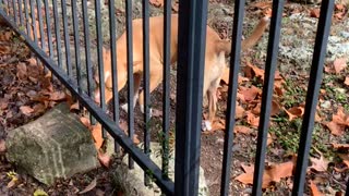 Cute Dog Found on a Hike