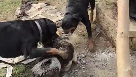 Rottwieler dog fight