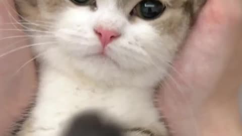 cute cat