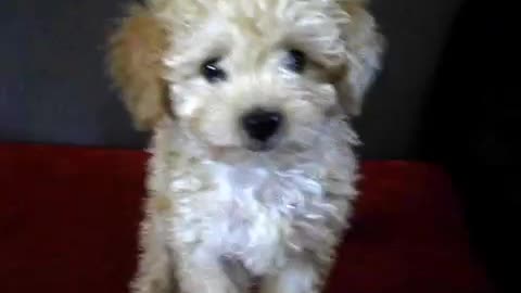 Morya - Toy poodle - Teaching barking