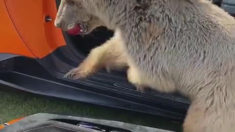 the bear tore off the door of a cool car