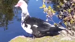 Jumbo Male Muscovy Duck & Friends