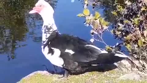 Jumbo Male Muscovy Duck & Friends