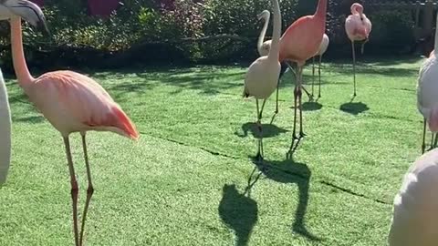The flamingo family