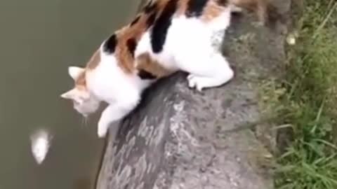 Cat fall on water