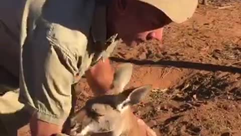 The Real Kangaroo Jack