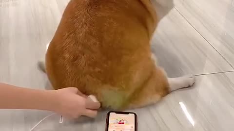 Corgis' butt friction electrification ？