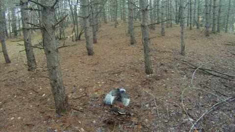 #5 First Turkey Self Film - Landscaping for Whitetails