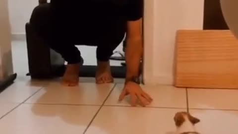 euphoric reaction of the puppy with the arrival of its owner
