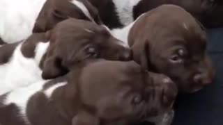 Pick A Puppy