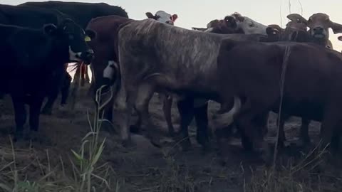 April 4 The hungry & inquisitive Cows come to see Dave Oneegs NSW Floods