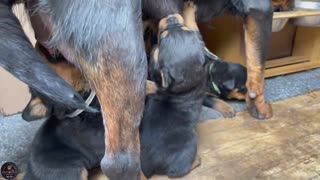 3 Weeks Old Naughty Rottweiler Puppies