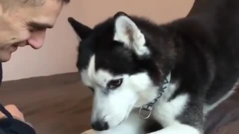 The Siberian Husky Dog ​​is Discussing with the Owner