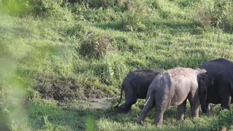 Elephants In Chiangmai, Thailand