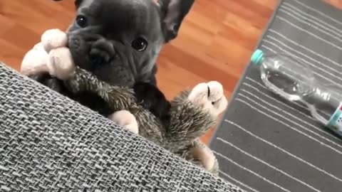 Adorable Puppy Is Upset He's Too Small To Jump On Couch