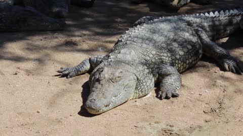 Namibia, Africa - crocodile farm - feeding crocodiles eat chickens