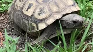 Adorable Gopher turtle