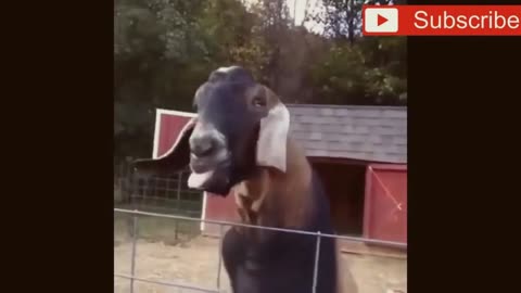 Goat slaps lips