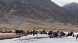 Hundreds of Horses in Iceland