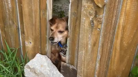 Dogs try to escape backyard!