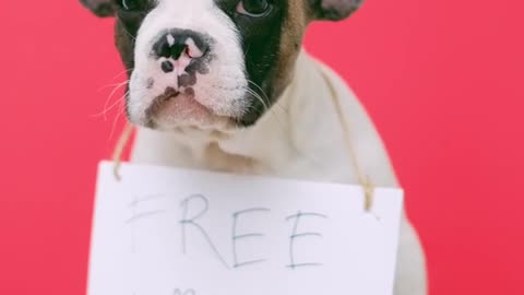 Free kissis puppy
