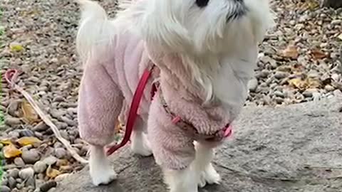 A baby dog in her pink coat takes a walk
