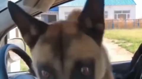 Dogs funny video: The funniest viral videos of all time