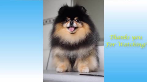 Baby dogs , cute and funny dog video Compilation