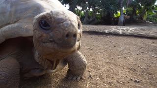 How Giant Aldabra Tortoise Managed To Cross The Forest