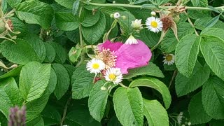 Busy Bee on flower