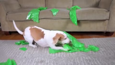 Dog Pranked with Alien: Funny Dog Maymo