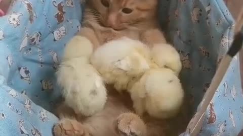 Cat playing with Baby Chicks