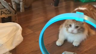 Cat Fascinated by Toy Car