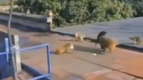 Dogs vs monkeys # dog funny video and monkey