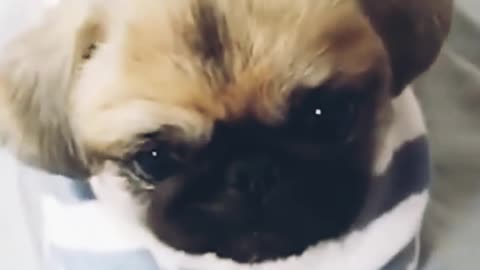 cutest puppy is entertaining with eating some food from his owner