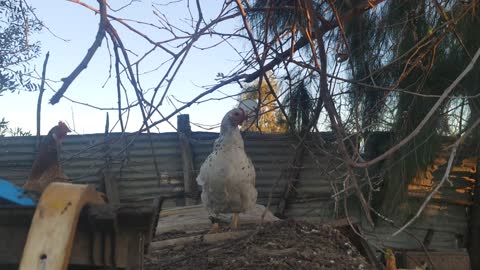 Chicken in the Badia