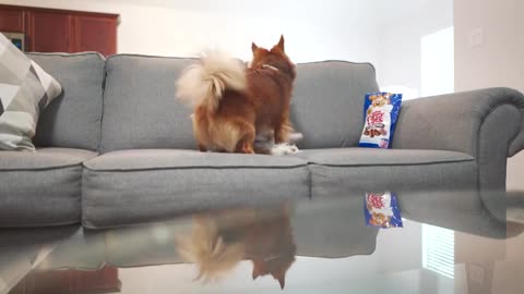 ASMR DOGS struggle with a bag of treats they can't knock over because they are kinda dumb