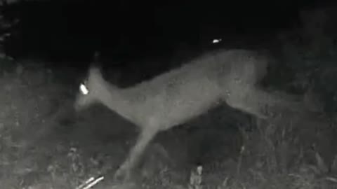 Mon deer saves her fawn from coyotes attacks at night.