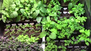 April Indoor Gardening Update - Lots of Seedlings Are Ready