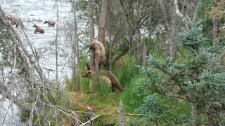 Cub Climbs a Tree