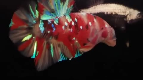 😮 Amazing! Nemo Beta Galaxy Fish So Beautiful! 🐟🐠🐟