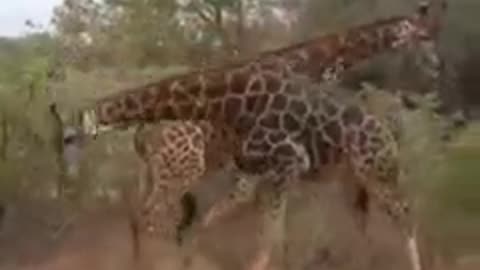 Amazing animals fight