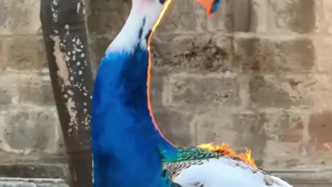 Optical Illusion makes it look like this peacock is breathing fire