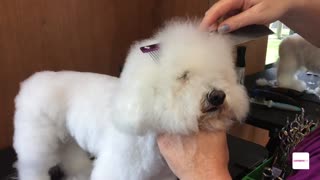 Pet/ Animal Groomer career - A day in the work life