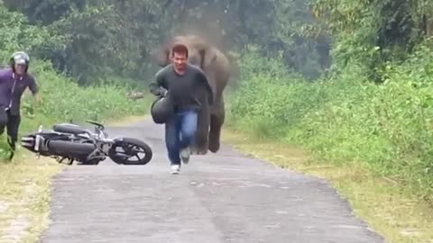 Elephant funny video